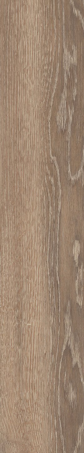 Mflor 41213 Parva Oak Calabria 25-05