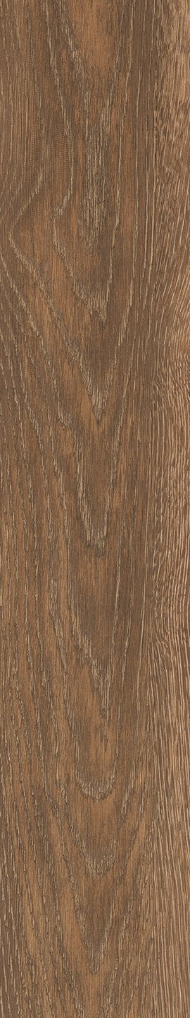 Mflor 41216 Parva Oak Liguria 25-05
