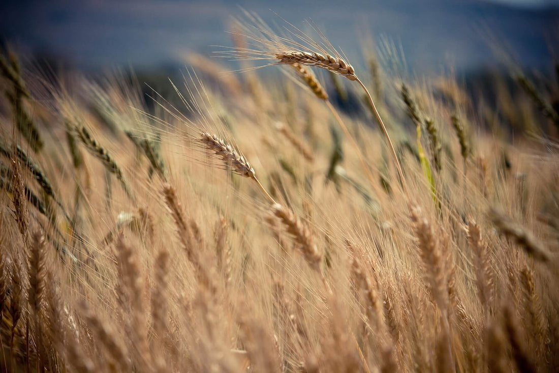 Living 1605