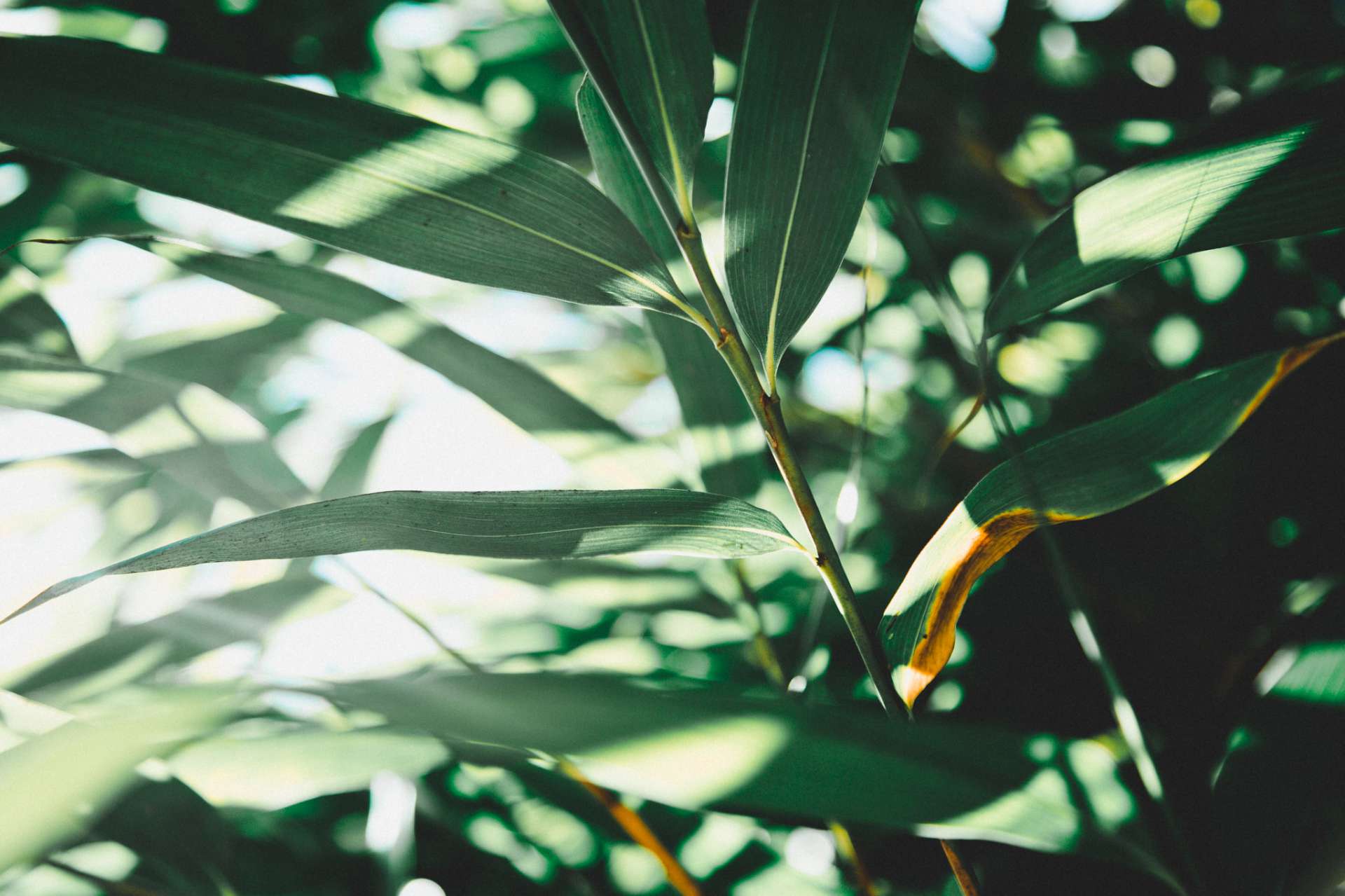 Balance 3603